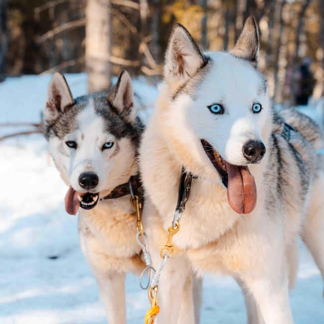 Kemijärvi: Insider Husky Self-Drive 5km Safari - Key Things That Make This Husky Safari Worth It