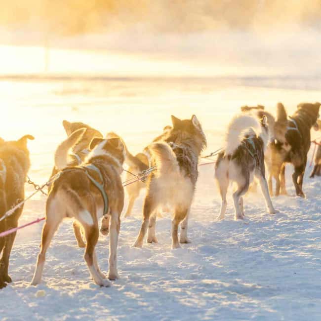 Kemijärvi: Insider Husky Self-Drive 5km Safari - The Husky Farm Setup: Safety First, Then Real Instruction