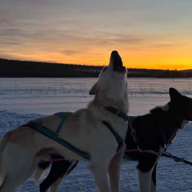 Kemijärvi: Insider Husky Self-Drive 5km Safari - Connecting With Dogs, Not Just Passing By Them