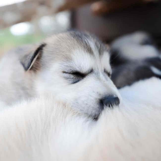 Kemijärvi: Insider Husky Self-Drive 5km Safari - Price and Value: What $210 Buys You in Real Terms