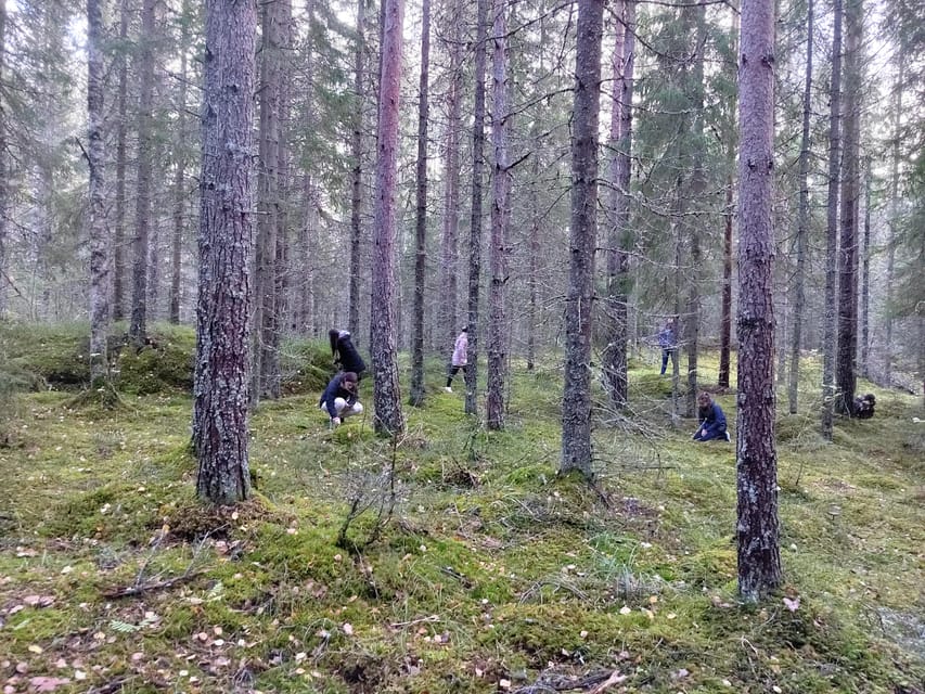 Kintulammi Nature Experience (Nature reserve near Tampere) - Getting To Kintulammi From Tampere Without Wasting Time
