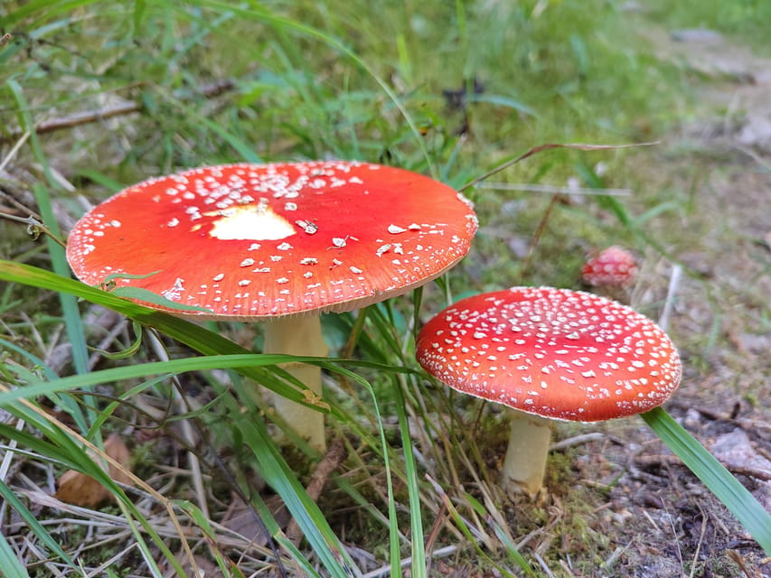 Kintulammi Nature Experience (Nature reserve near Tampere) - What To Bring, And The Two Details That Matter Most