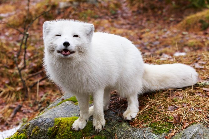 Korouoma Canyon & Ranua Zoo Tour - Ranua Zoo forest walk: 2.5 km of Arctic animals in the open air