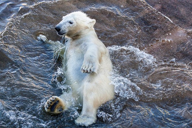 Korouoma Canyon & Ranua Zoo Tour - Price reality check: who gets the best deal