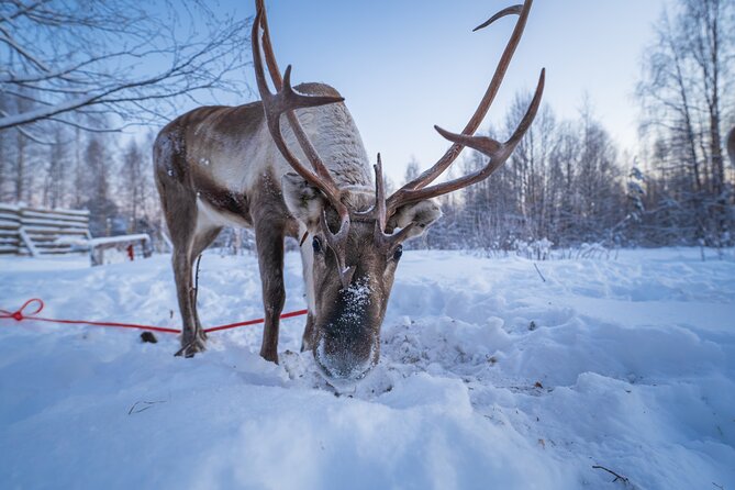 Kuoksa Reindeer Adventure - Meeting at Pekankatu 3, Rovaniemi, and How Pickup Fits In