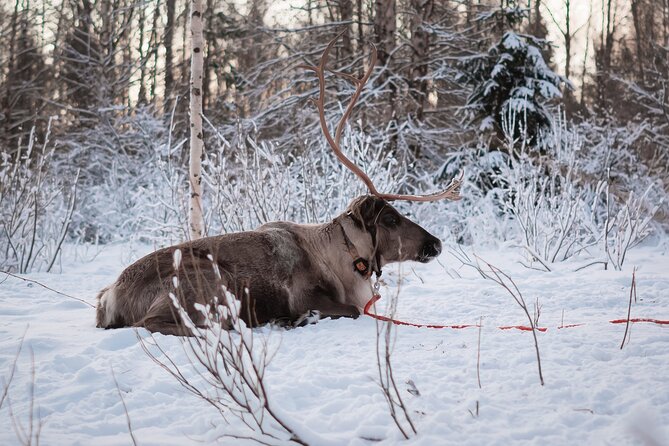 Kuoksa Reindeer Adventure - Group Size, Timing, and the Value of a 3-Hour Plan