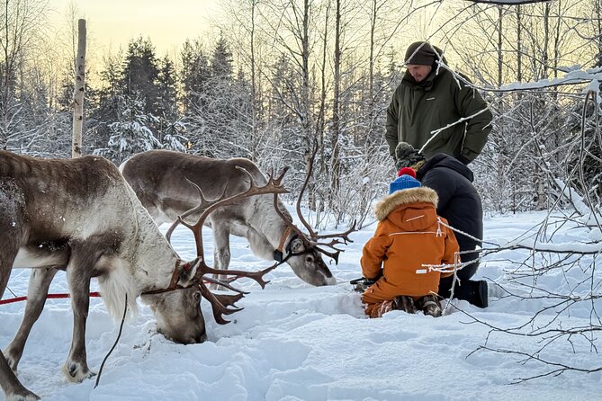 Kuoksa Reindeer Adventure - Price and Value: Is $191.05 Worth It?