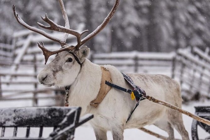 Kuoksa Reindeer Farm Visit with a Short Sleigh Ride - Meeting Point at Pekankatu 3, and How Pickup Works