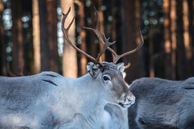 Kuoksa Reindeer Farm Visit with a Short Sleigh Ride - The 3-Hour Flow, From Farm Talk to Sleigh Ride Potential
