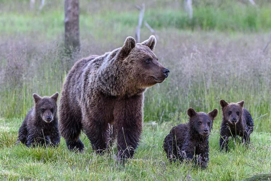 Kuusamo: Bear watching evening - Key Things I’d Bet on