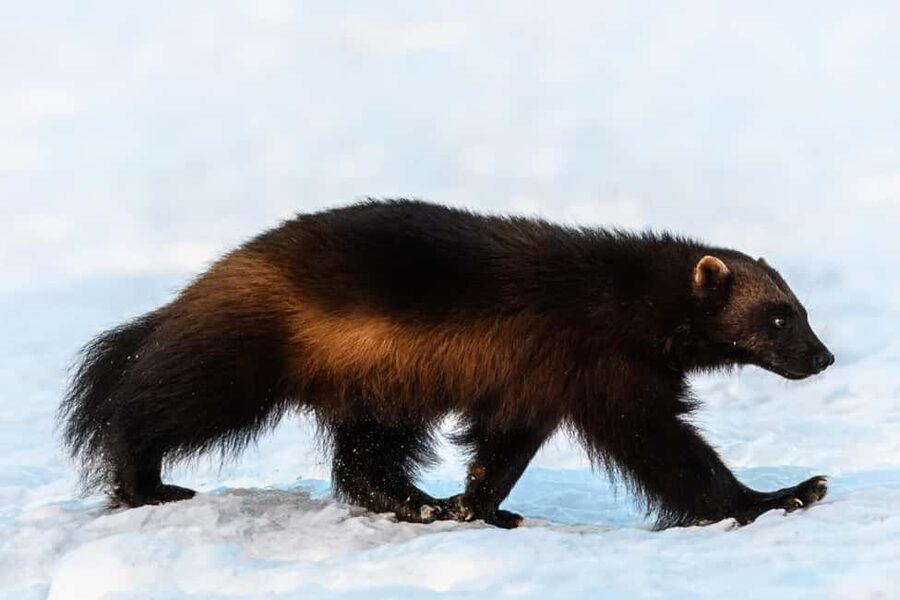Kuusamo: Bear watching evening - Coffee, tea, and small extras that improve the wait