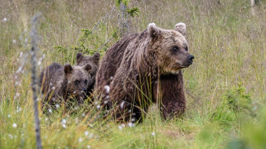 Kuusamo: Bear watching evening - Why Kuusamo’s Bear Hides Feel Like Front-Row Nature