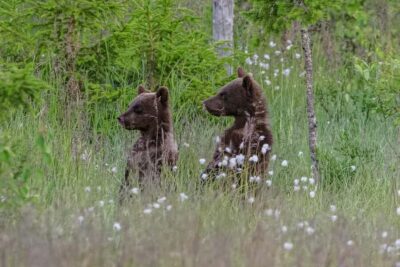 Bear watching evening