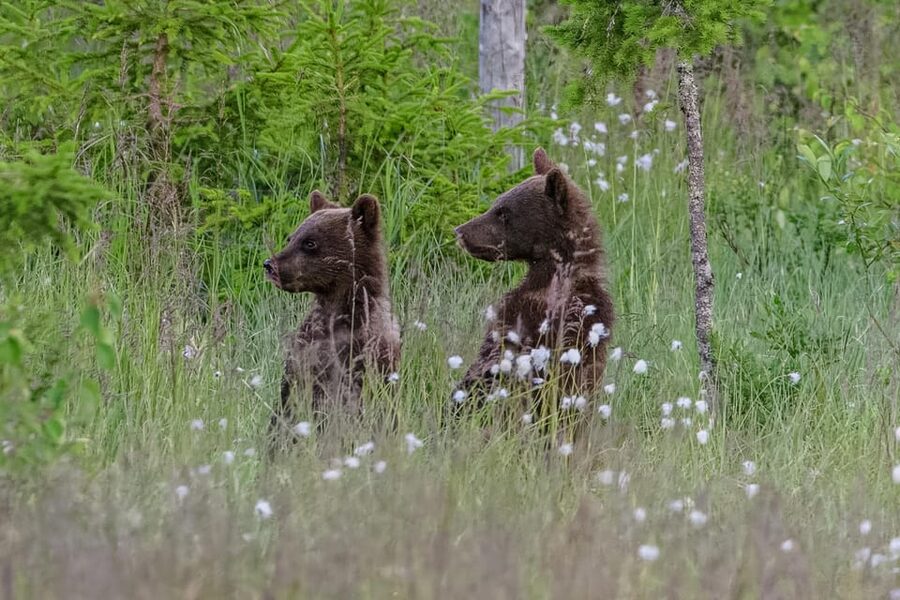 Kuusamo: Bear watching evening - Arriving at Taiga Bear Kuusamo: meeting at the parking lot