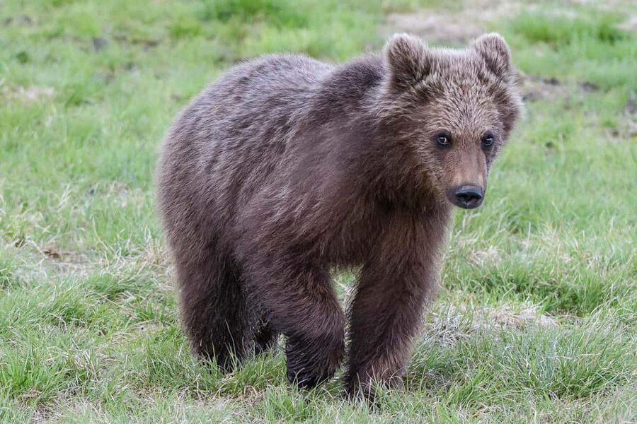 Kuusamo: Bear watching evening - Inside the hide: comfort, space, and photo-ready positioning