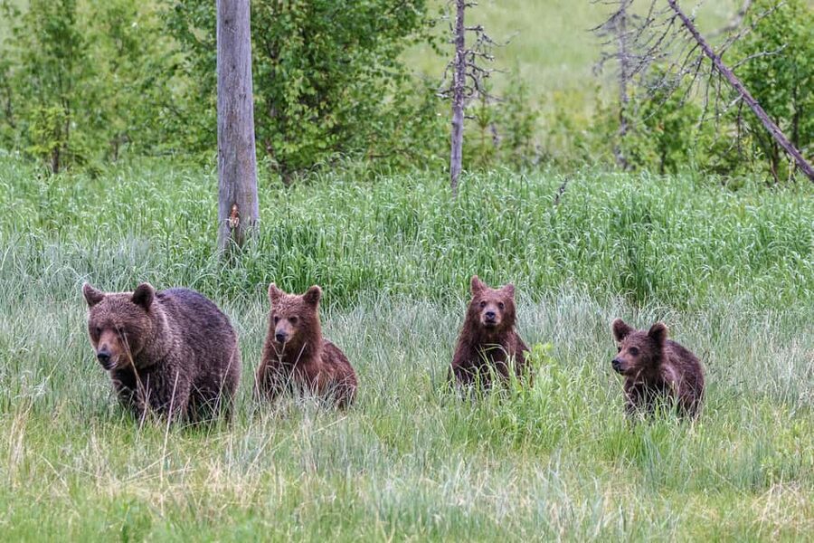 Kuusamo: Bear watching evening - The 4-hour wildlife watch: what your time is really for