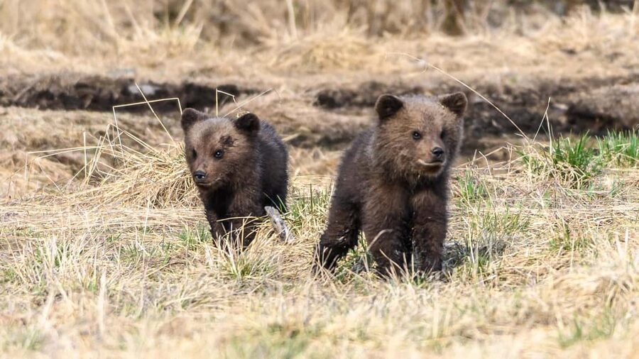 Kuusamo: Bear watching evening - Pro photographer guides: how the help shows up in your shots