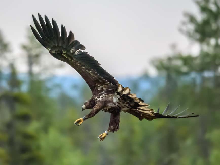 Kuusamo: Bear watching evening - What you’ll learn about bears, birds, and taiga life