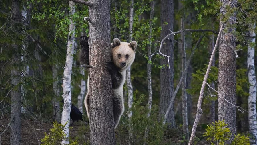 Kuusamo: Bear Watching Evening Tour - Key highlights to know before you go