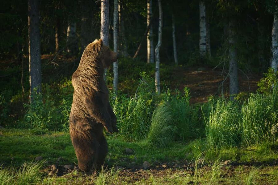 Kuusamo: Bear Watching Evening Tour - Kuusamo taiga evening, built around safe hide time