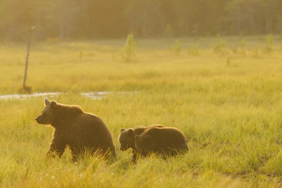 Kuusamo: Bear Watching Evening Tour - Inside the wooden hide: photography-friendly windows and camera support