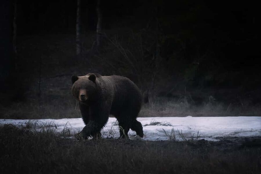 Kuusamo: Bear Watching Evening Tour - Bears and the waterline in Northern Finland