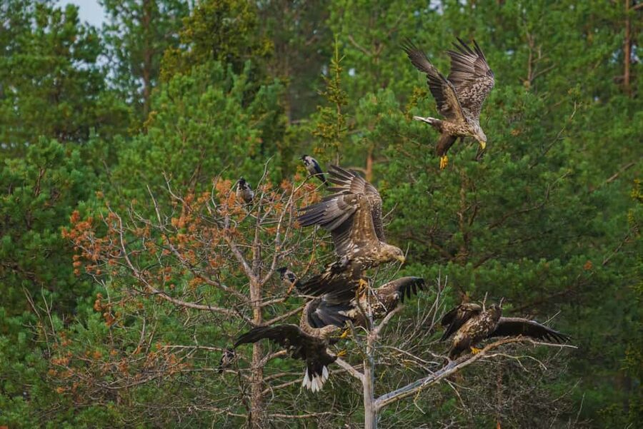 Kuusamo: Bear Watching Evening Tour - What the guide actually does in the hides