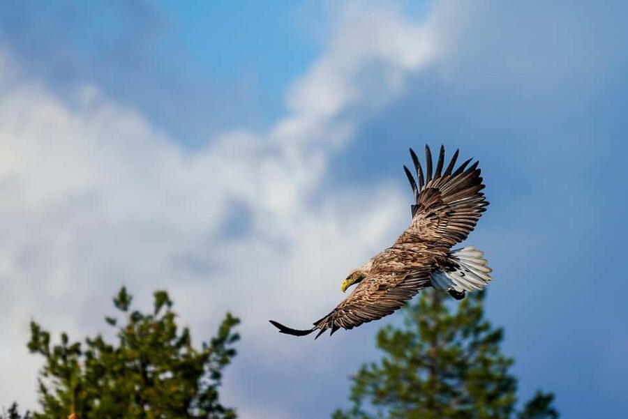 Kuusamo: Bear Watching Evening Tour - Price, comfort level, and what is included for $153