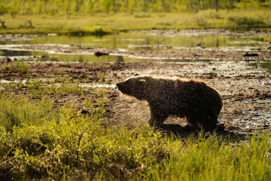 Kuusamo: Bear Watching Evening Tour - Rules for a quieter hide, better wildlife, better photos