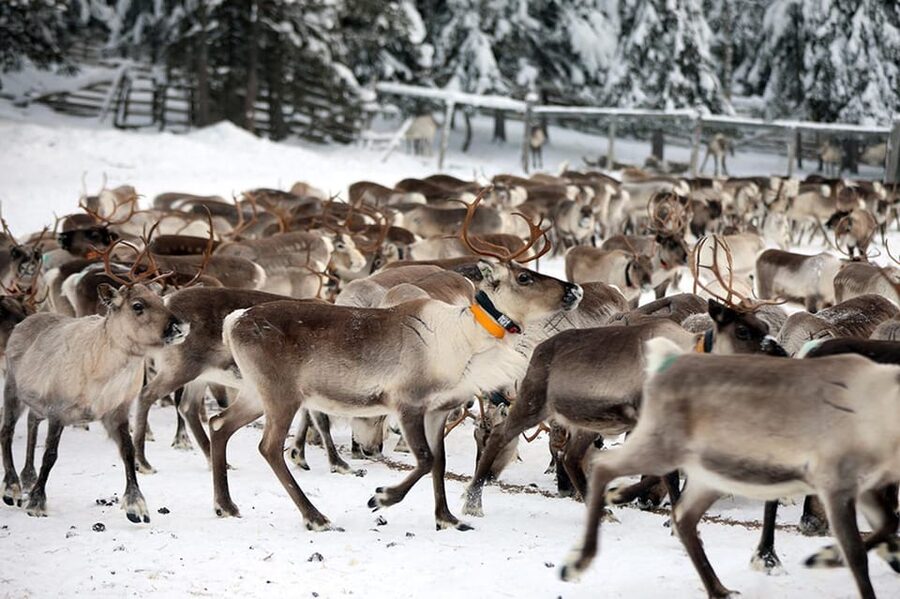 Kuusamo: Morning Feeding of Hundreds of Reindeer - Key things you will notice at Kujala Reindeer Farm