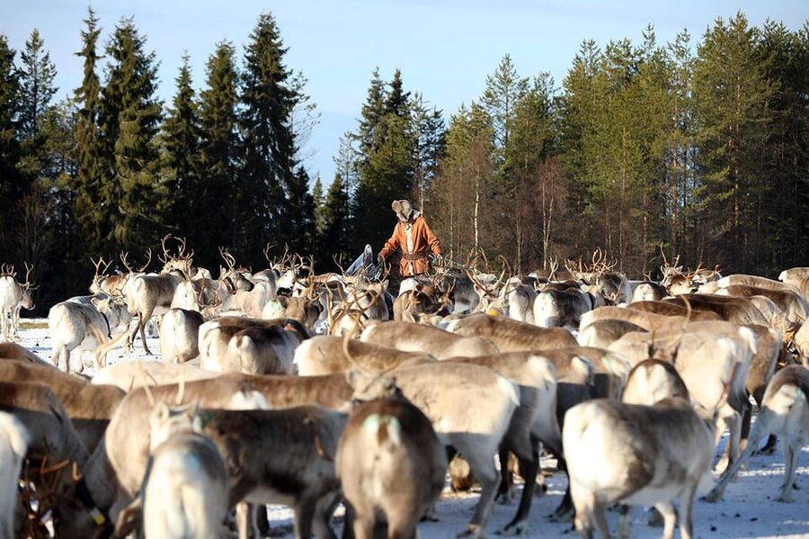 Kuusamo: Morning Feeding of Hundreds of Reindeer - Kujala Reindeer Farm in Kuusamo: why this morning starts well