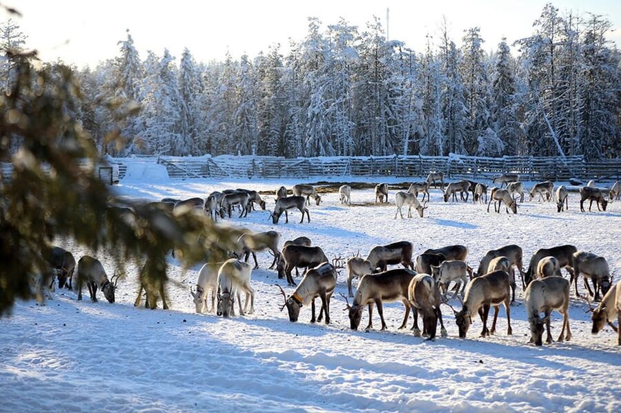 Kuusamo: Morning Feeding of Hundreds of Reindeer - Breakfast feeding with lichen: simple action, real payoff