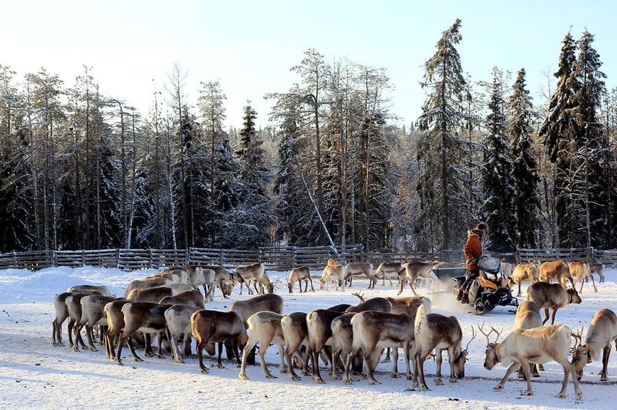 Kuusamo: Morning Feeding of Hundreds of Reindeer - Who should book this reindeer breakfast and why