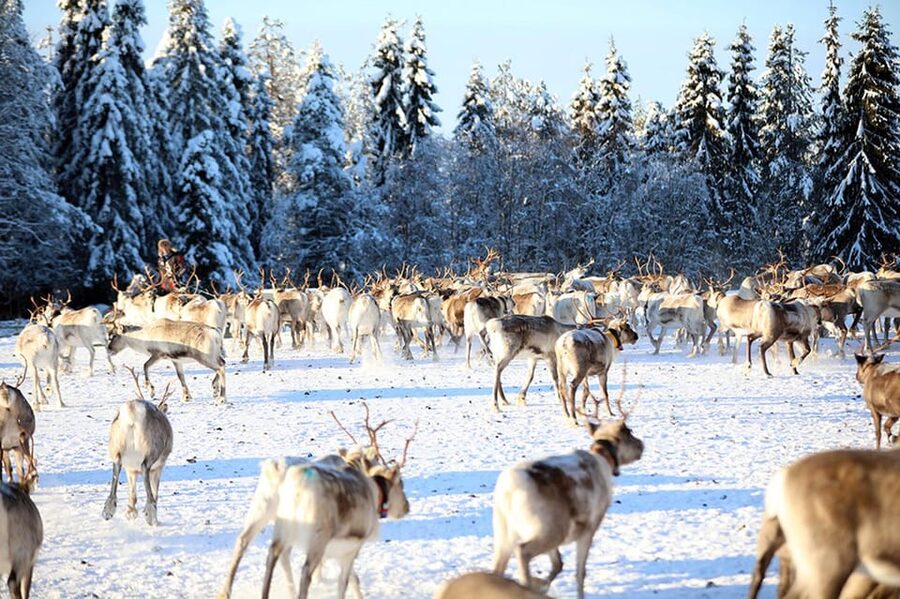 Kuusamo: Morning Feeding of Hundreds of Reindeer - Entering the corral: where the herd really comes together