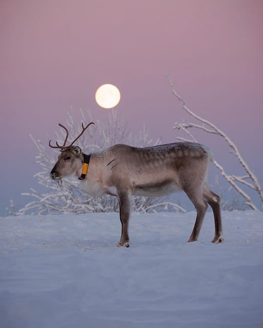 Kuusamo: Reindeer Farm Visit - Key things to know before you go