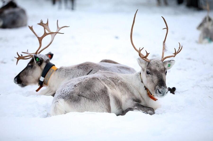 Kuusamo: Reindeer Farm Visit - What you learn on the guided walk with hundreds of reindeer