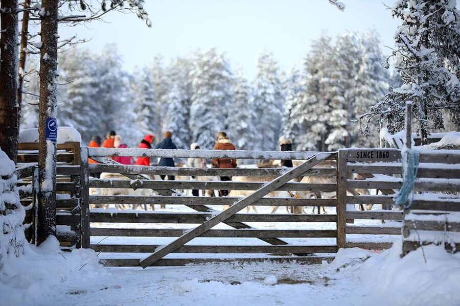 Kuusamo: Reindeer Farm Visit - Price and time: does $31 for one hour make sense