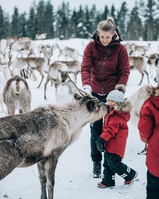 Kuusamo: Reindeer Sleigh Ride and Farm Visit - Should you book this Kuusamo reindeer farm experience?