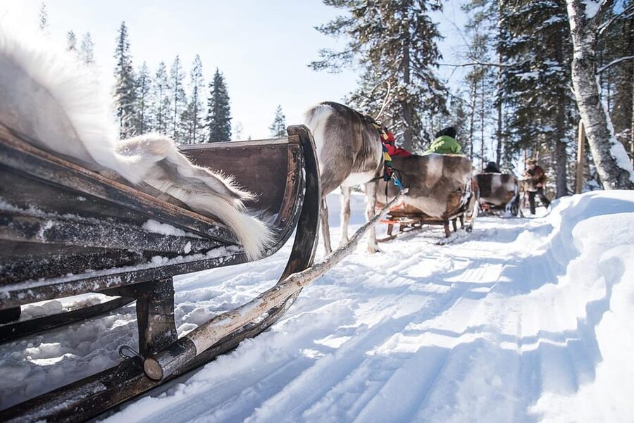 Kuusamo: Reindeer Sleigh Ride and Farm Visit - Kuusamo reindeer at Kujala Farm: what makes it feel worth your time