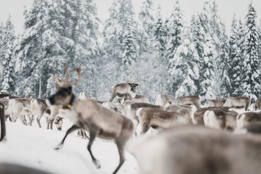 Kuusamo: Reindeer Sleigh Ride and Farm Visit - The farm tour: how herding life becomes understandable