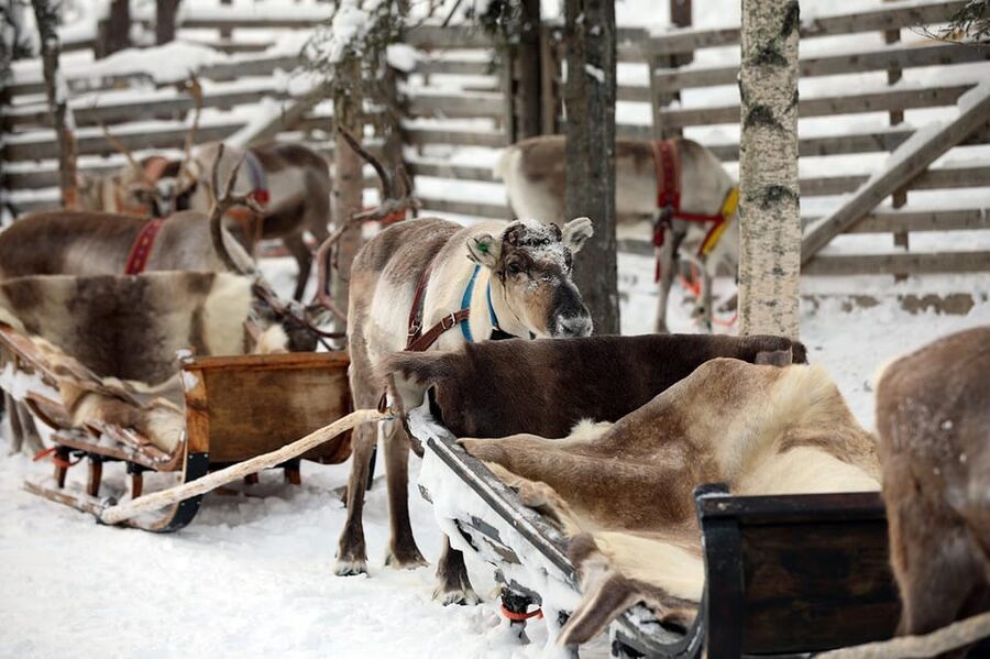 Kuusamo: Reindeer Sleigh Ride and Farm Visit - Farm shop stops: souvenirs and reindeer products you can actually use