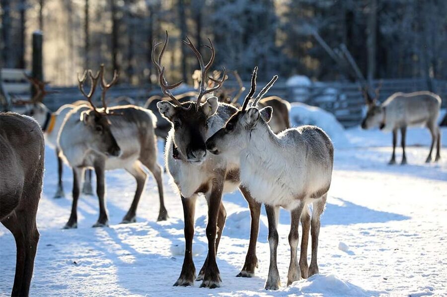 Kuusamo: Reindeer Sleigh Ride and Farm Visit - Who should book this reindeer ride, and who should pause first