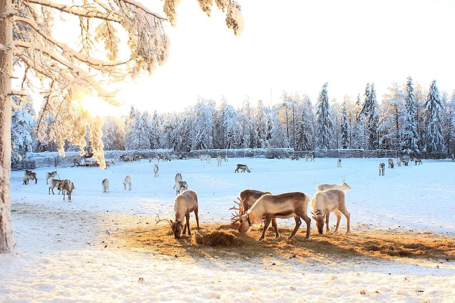 Kuusamo: Reindeer Sleigh Ride and Farm Visit - Timing, camera prep, and how to get great photos without stress