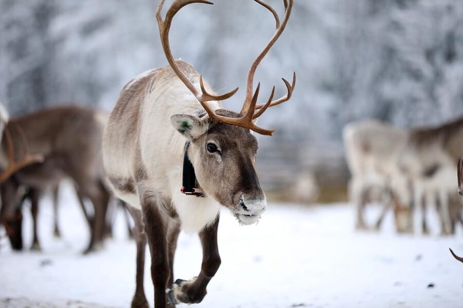 Kuusamo: Reindeer Sleigh Ride and Farm Visit - The 1.5 km reindeer sleigh ride: slow winter, real warmth