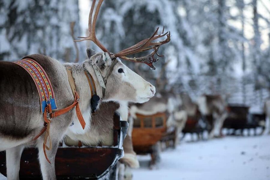 Kuusamo: Reindeer Sleigh Ride in Kujalan Porotila - Key things that make this Kujalan Porotila ride worth your time