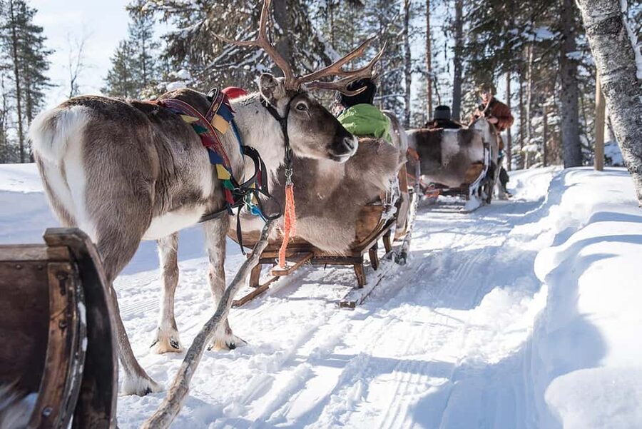 Kuusamo: Reindeer Sleigh Ride in Kujalan Porotila - Kuusamo after dark: the 1.5 km sleigh ride you can actually hear