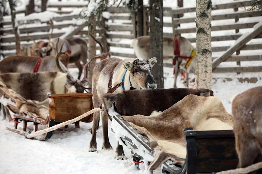 Kuusamo: Reindeer Sleigh Ride in Kujalan Porotila - How to stay warm: reindeer hides plus real winter clothing