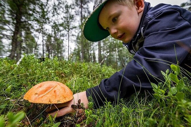 Lapland Berry Day Experience - Lapland Berry Day is all about learning the forest, not just picking things