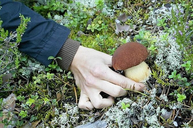 Lapland Berry Day Experience - Small-group pacing and guides like Gigi and Joey