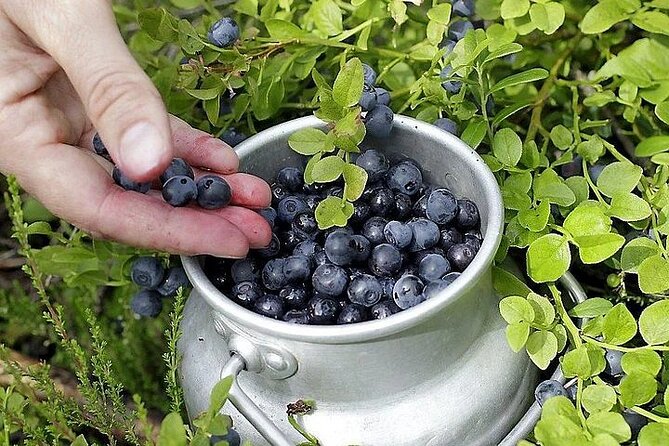 Lapland Berry Day Experience - Price and value check for $133.44 per person